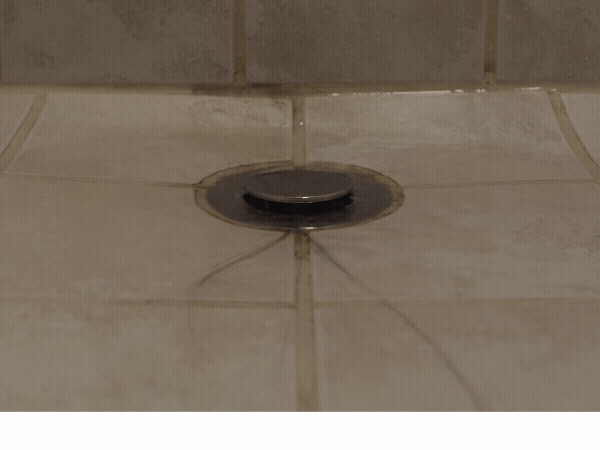Hair and debris collected around a shower drain